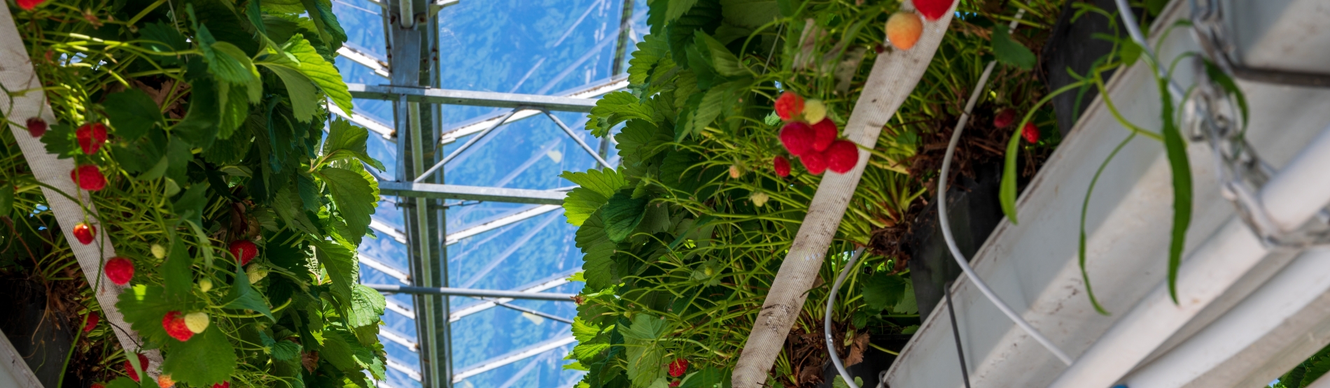 Entreprises agricoles et agroalimentaires